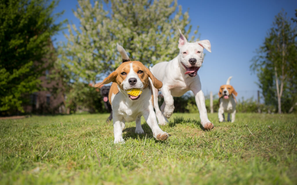 What is the Best Flea and Tick Protection For Dogs?