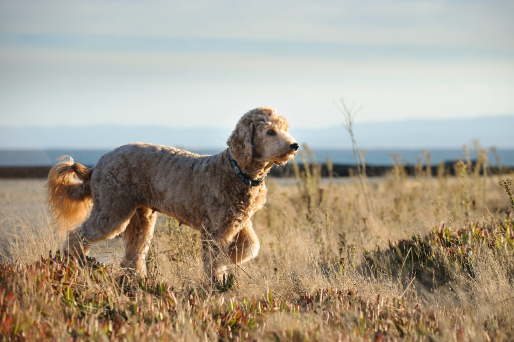 Goldendoodle dog standing in a field with one paw lifted