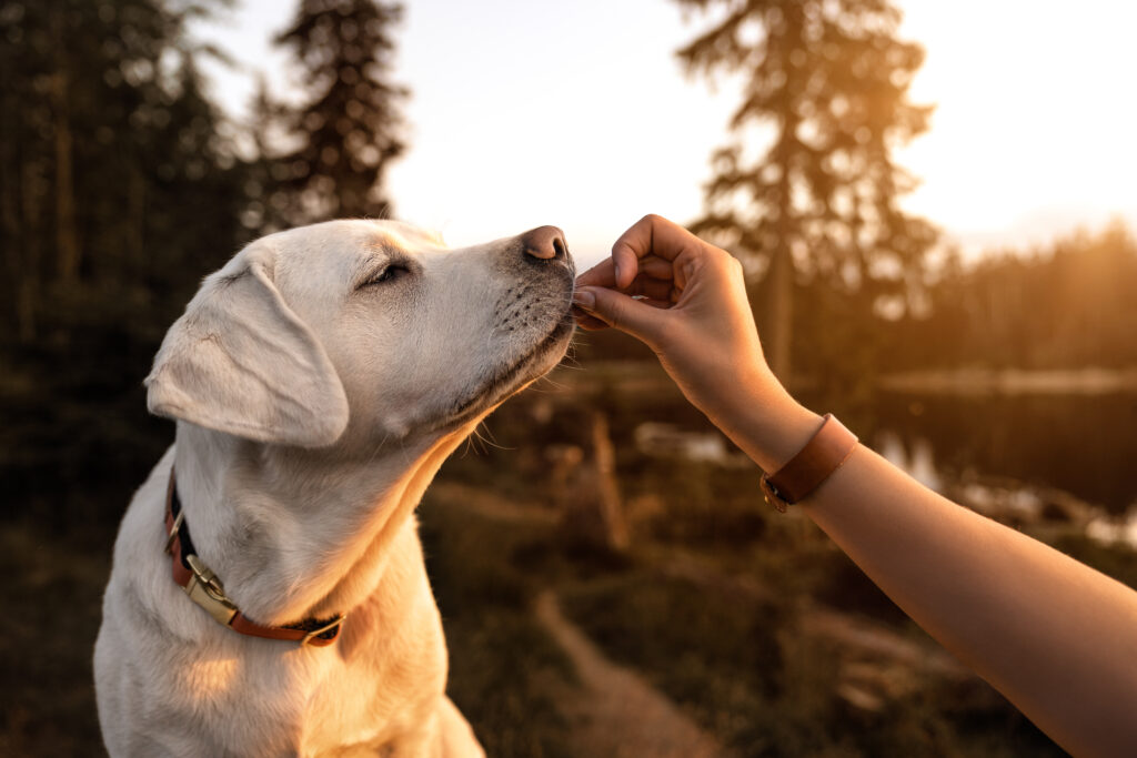 6 Human Foods That Are Safe For Dogs to Eat