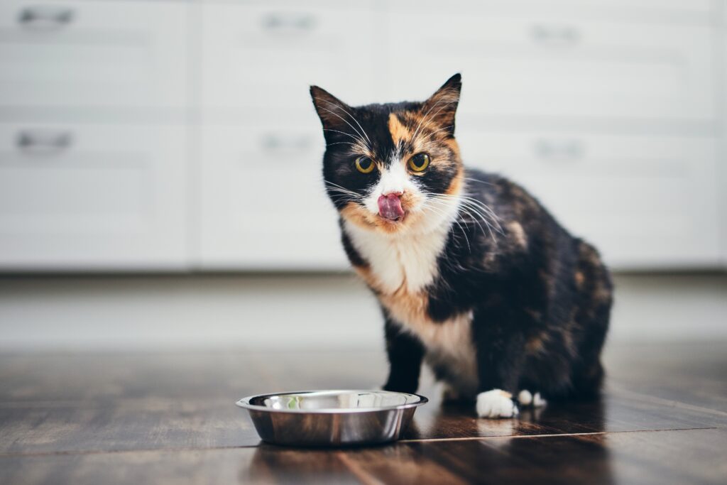Human Foods That Are Safe For Cats to Eat