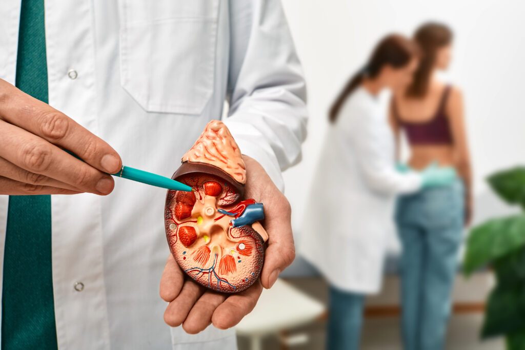 Doctor displaying model of a kidney.